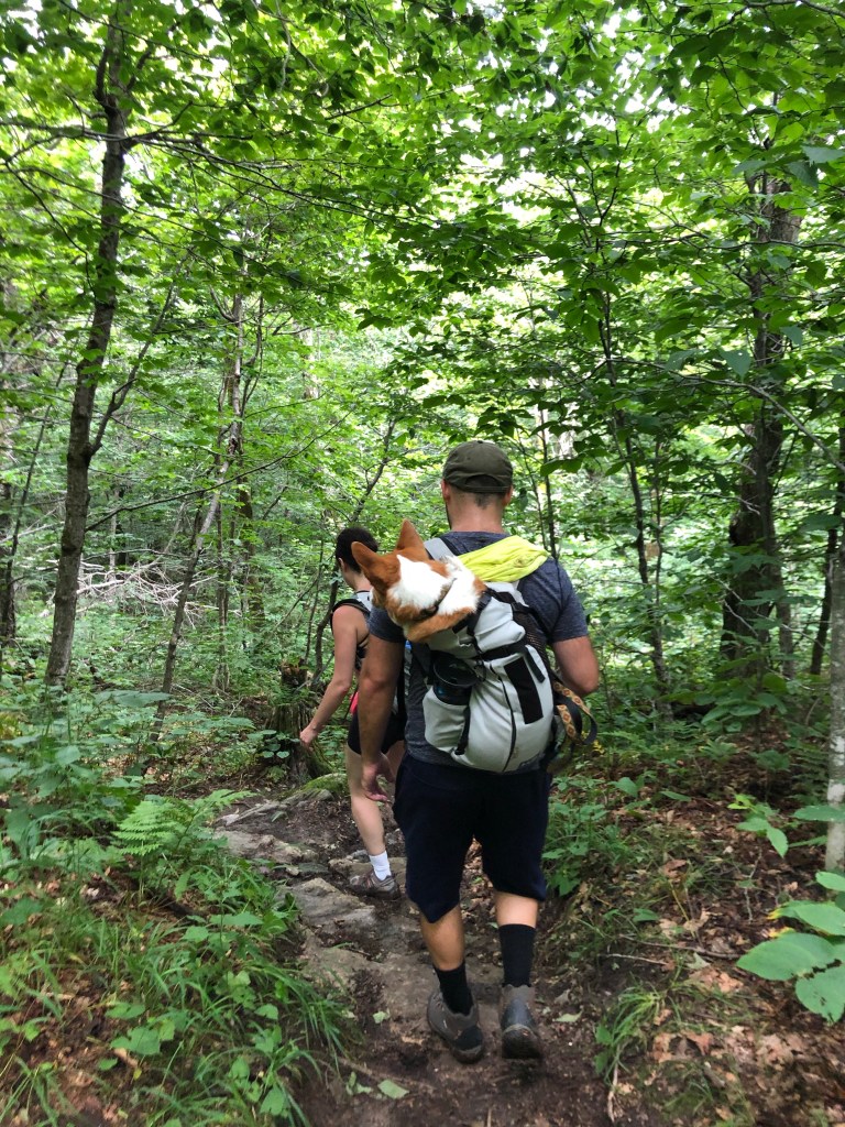 Walkin thru the woods