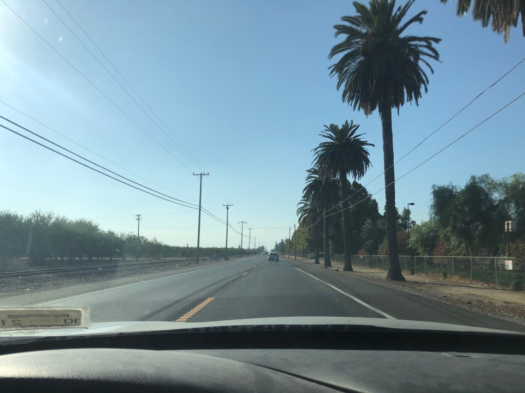 Palm trees and farms